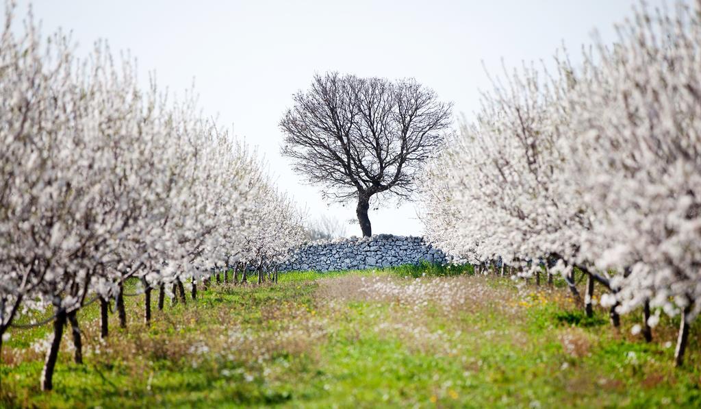 Tenute D'Onghia Gioia Del Colle Buitenkant foto
