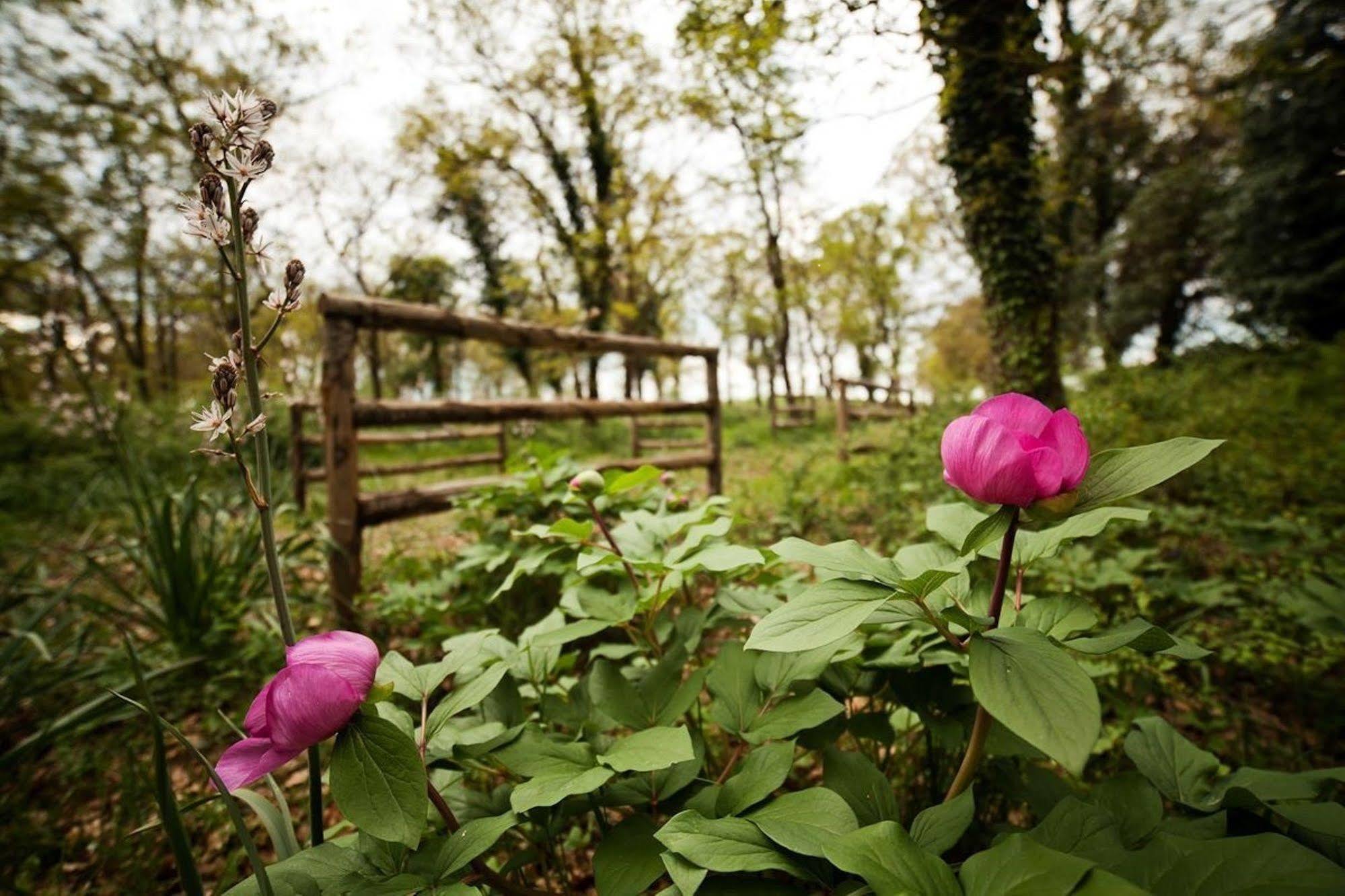 Tenute D'Onghia Gioia Del Colle Buitenkant foto